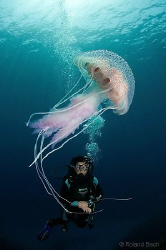 Diver with luminous jellyfish ( Pelagia noctiluca ) by Roland Bach 